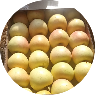 Яблоки Симиренко